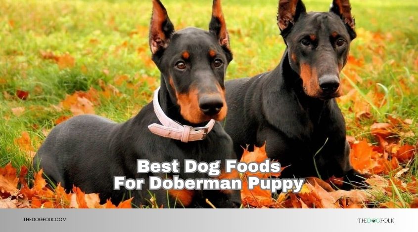 best dog foods for doberman puppy