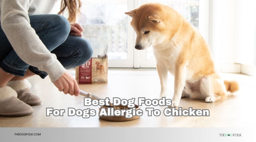 best dog foods for dogs allergic to chicken