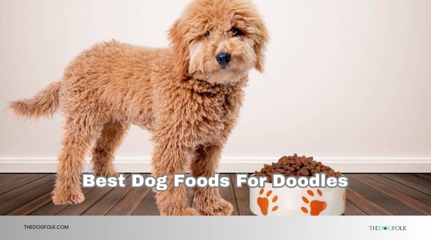 best dog foods for doodles
