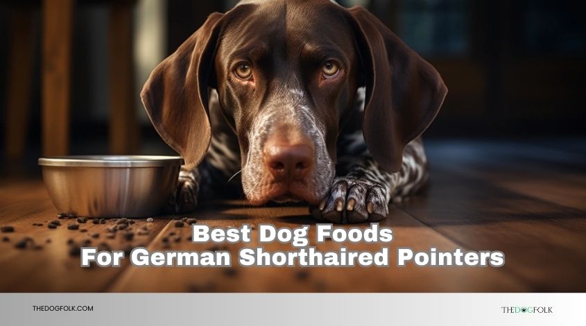 best dog foods for german shorthaired pointers