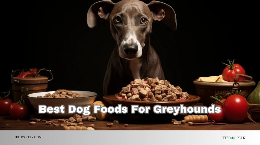 best dog foods for greyhounds