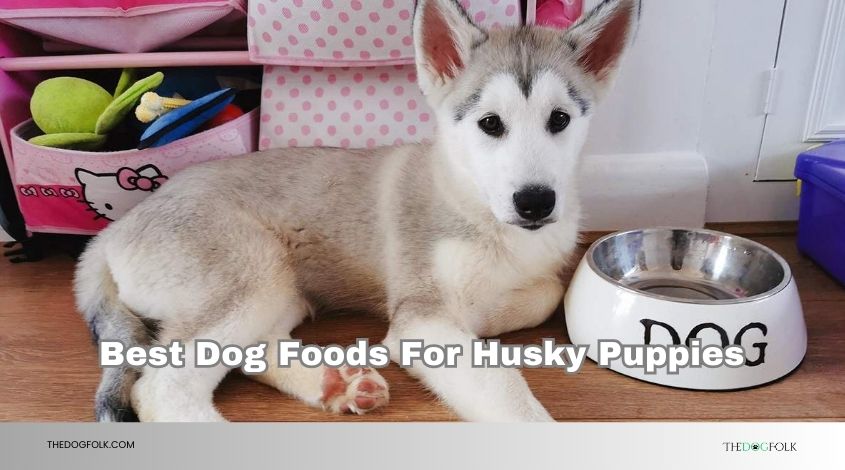 best dog foods for husky puppies