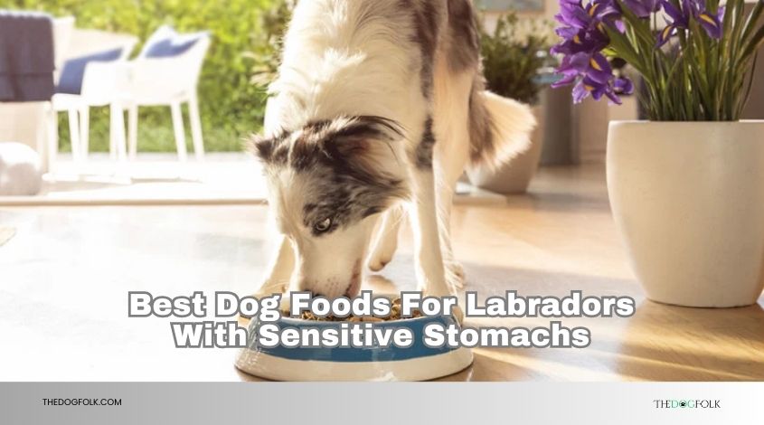 best dog foods for labradors with sensitive stomachs