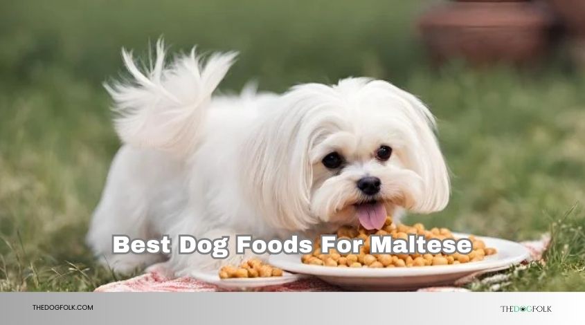 best dog foods for maltese