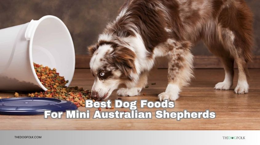 best dog foods for mini australian shepherds