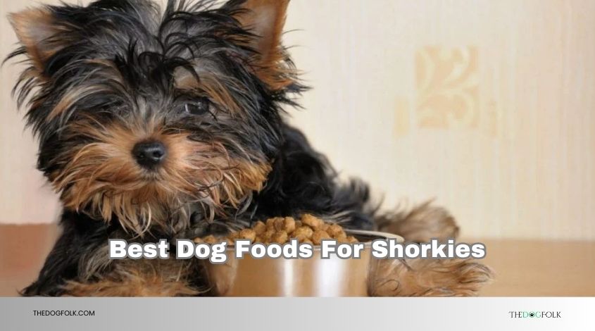 best dog foods for shorkies