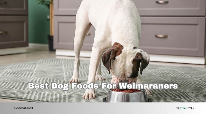 best dog foods for weimaraners