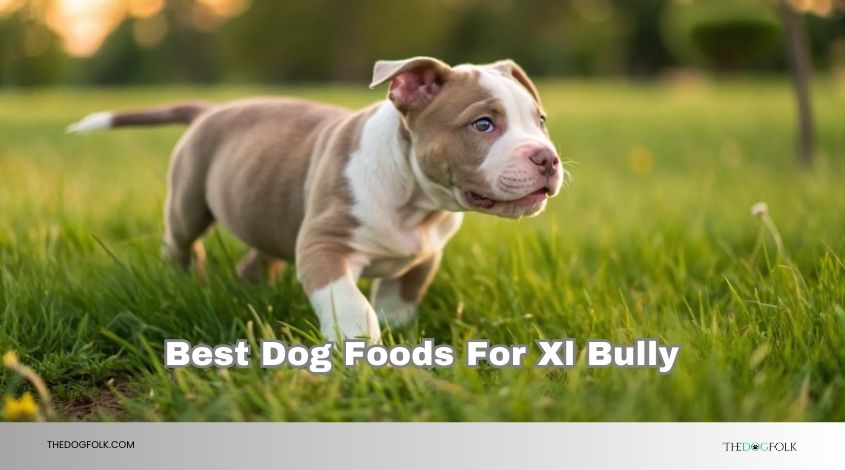 best dog foods for xl bully