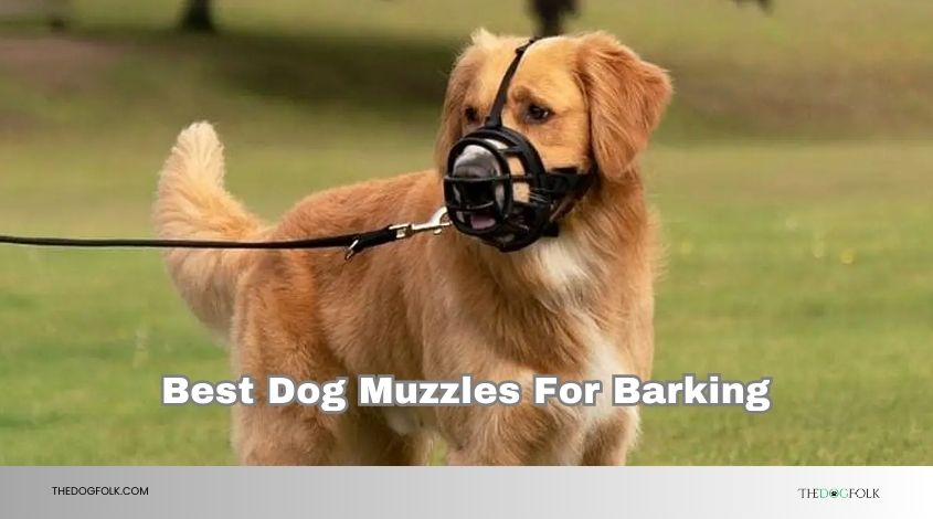 best dog muzzles for barking