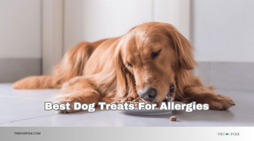 best dog treats for allergies