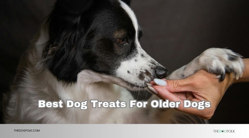 best dog treats for older dogs