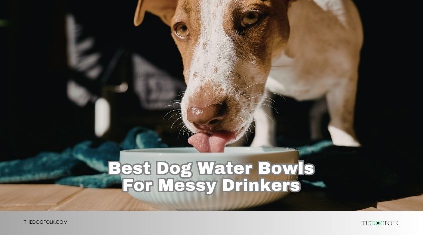 best dog water bowls for messy drinkers