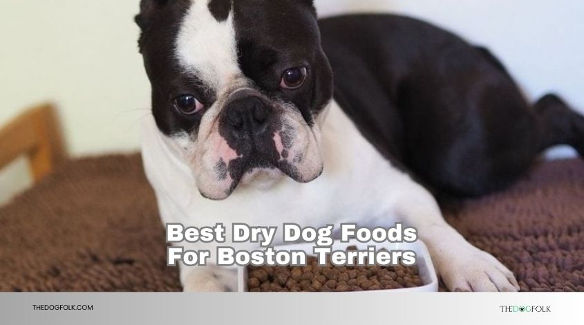 best dry dog foods for boston terriers