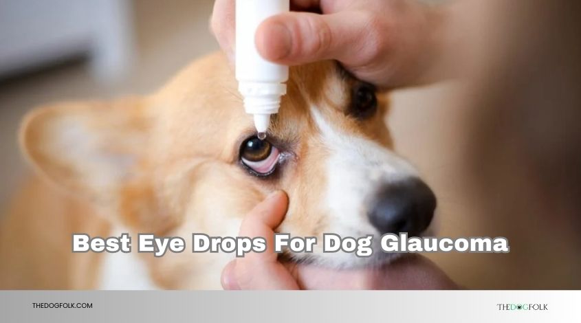 best eye drops for dog glaucoma