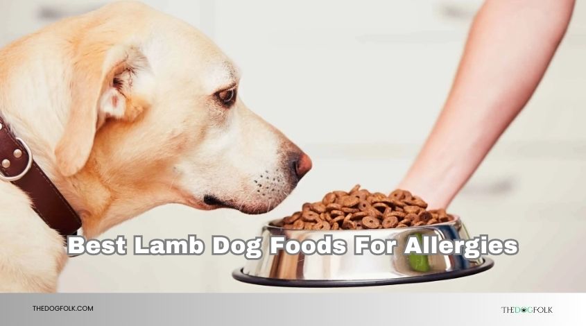 best lamb dog foods for allergies
