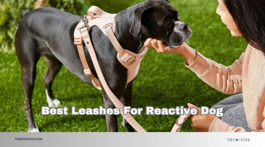 best leashes for reactive dog