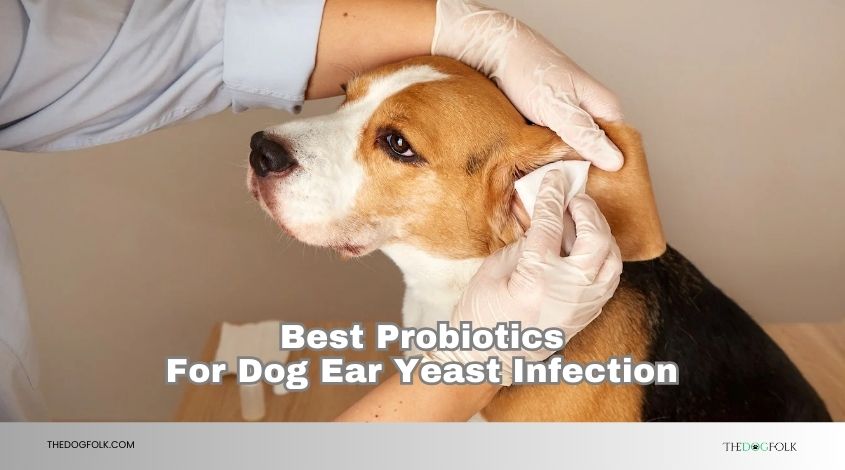 best probiotics for dog ear yeast infection