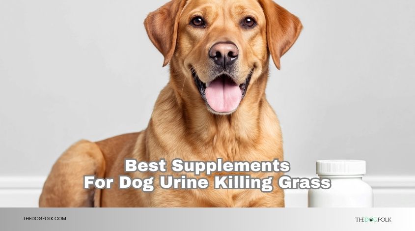 best supplements for dog urine killing grass