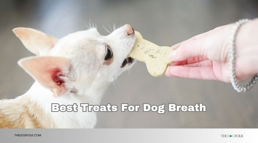 best treats for dog breath