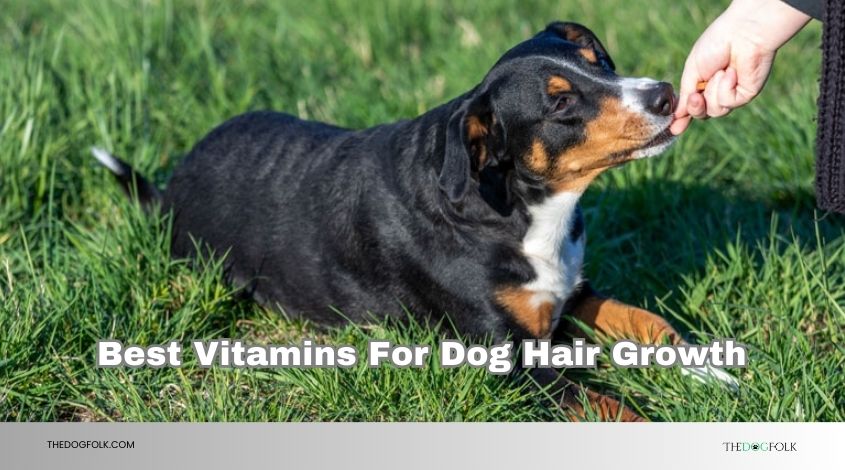 best vitamins for dog hair growth