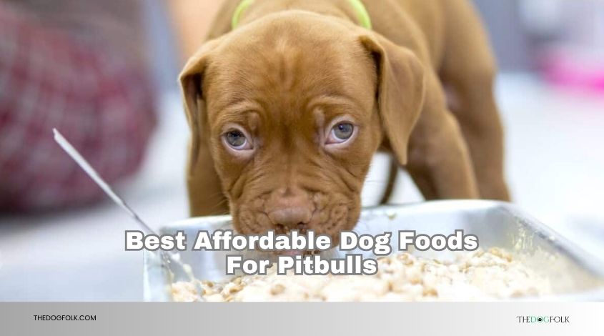 best affordable dog foods for pitbulls