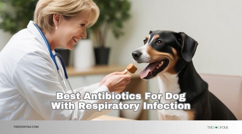 best antibiotics for dog with respiratory infection