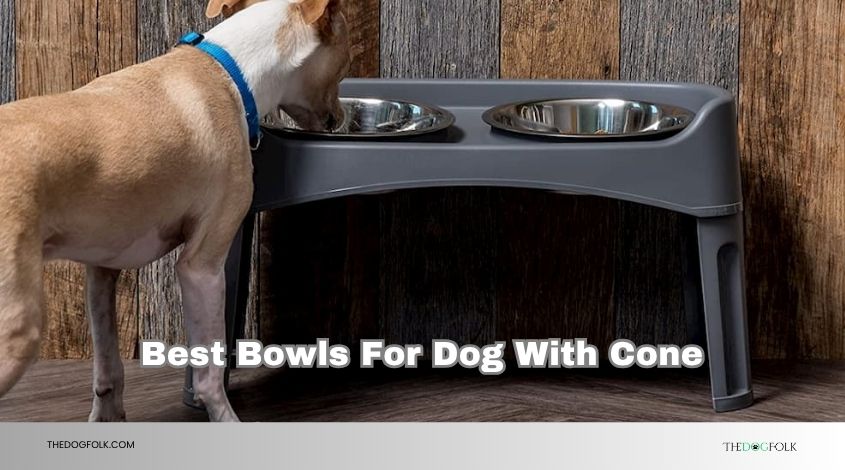 best bowls for dog with cone