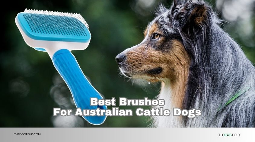 best brushes for australian cattle dogs