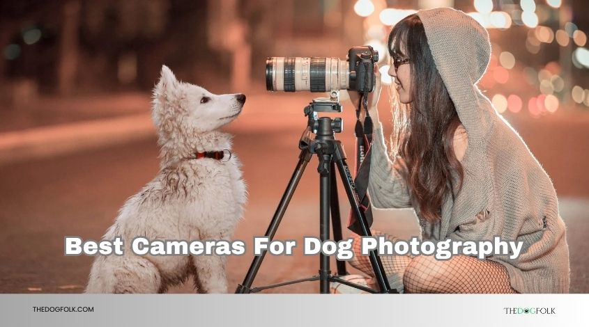 best cameras for dog photography