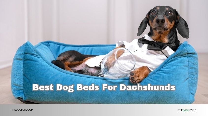 best dog beds for dachshunds
