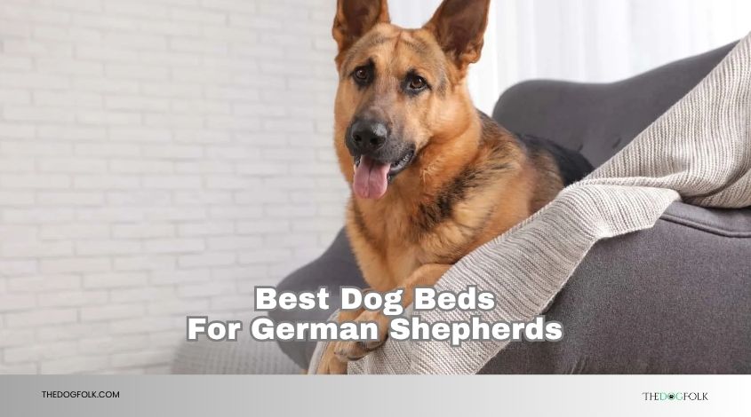 best dog beds for german shepherds