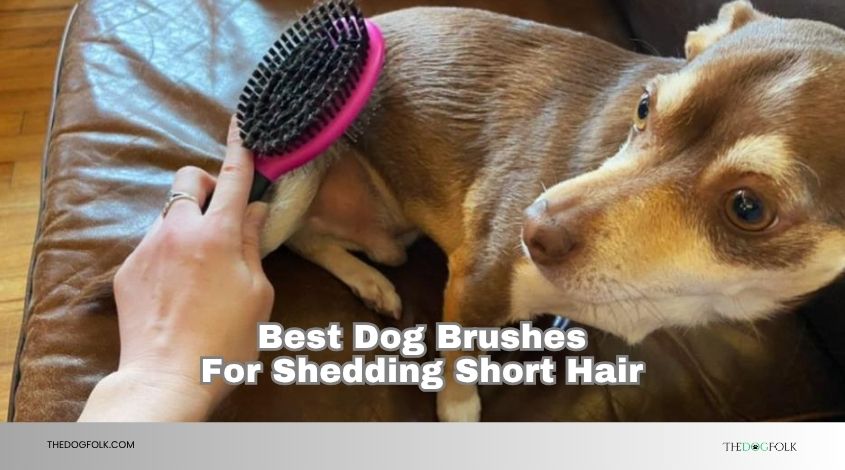 best dog brushes for shedding short hair