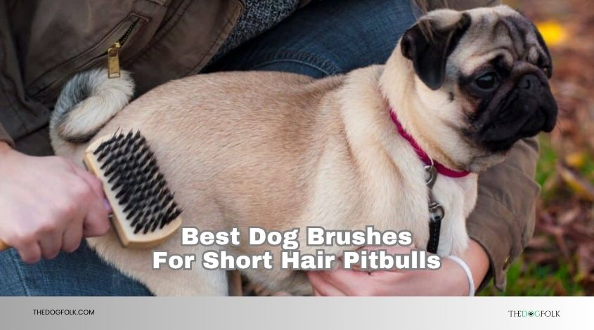 best dog brushes for short hair pitbulls