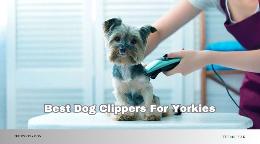 best dog clippers for yorkies