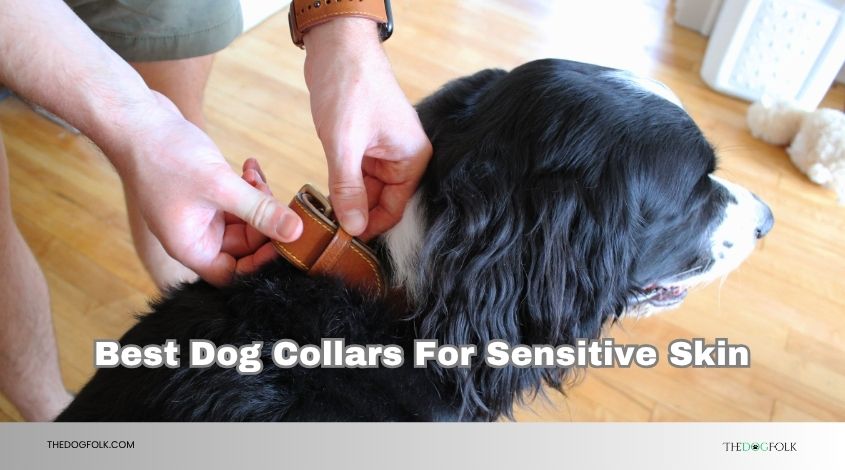 best dog collars for sensitive skin