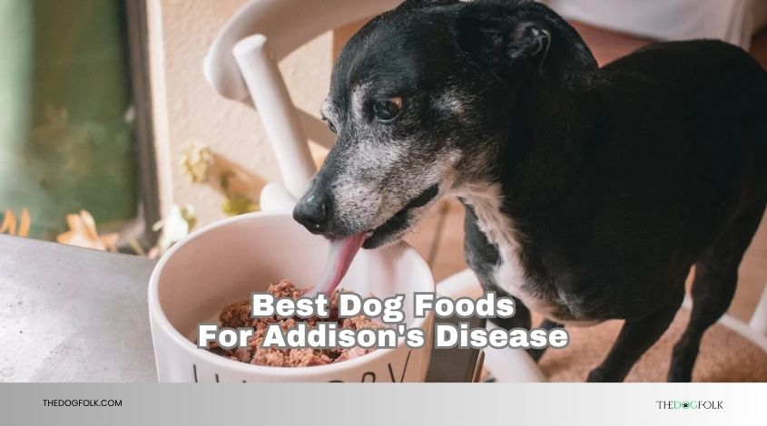 best dog foods for addisons disease