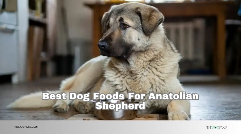 best dog foods for anatolian shepherd