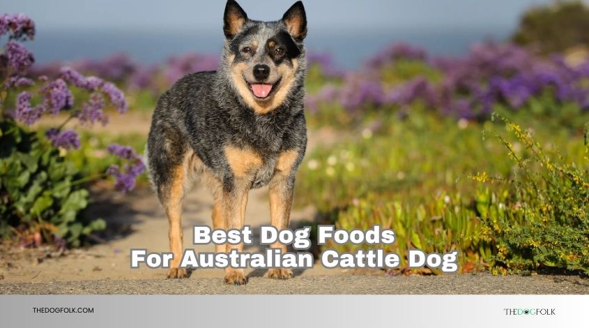 best dog foods for australian cattle dog