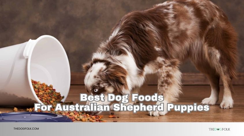 best dog foods for australian shepherd puppies