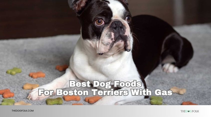 best dog foods for boston terriers with gas