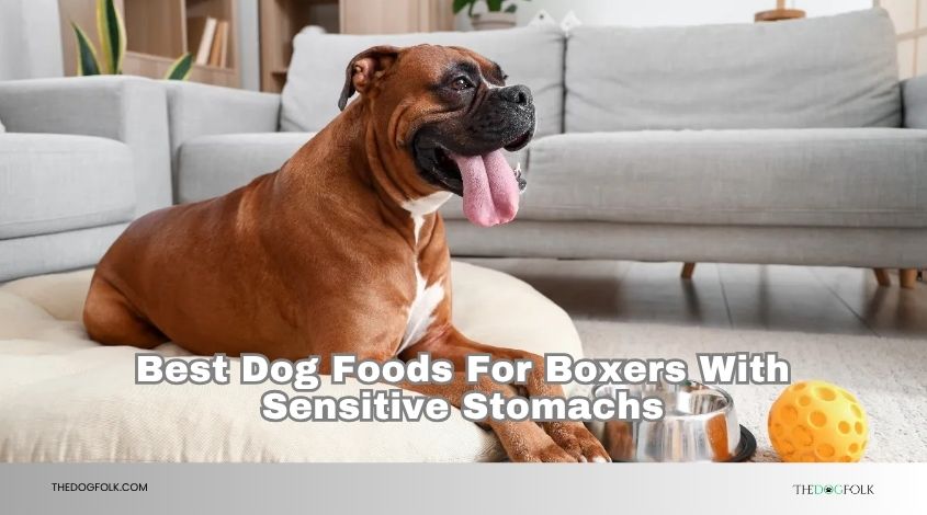 best dog foods for boxers with sensitive stomachs