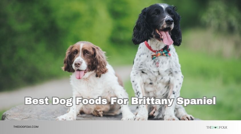 best dog foods for brittany spaniel