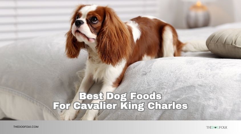 best dog foods for cavalier king charles