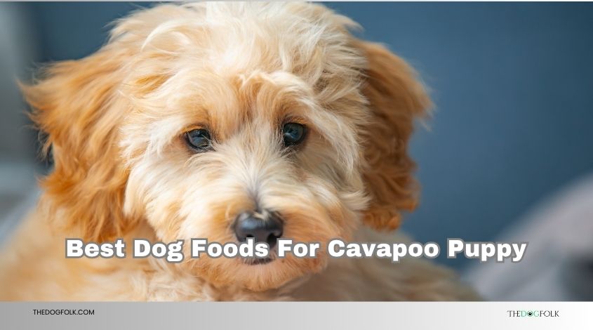 best dog foods for cavapoo puppy