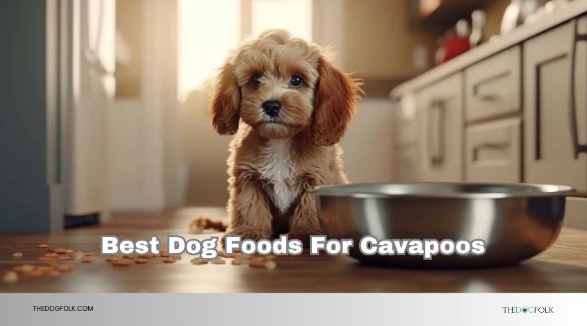 best dog foods for cavapoos