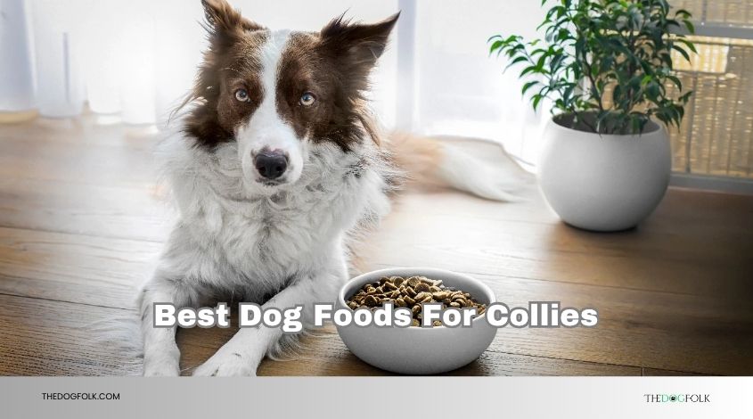 best dog foods for collies