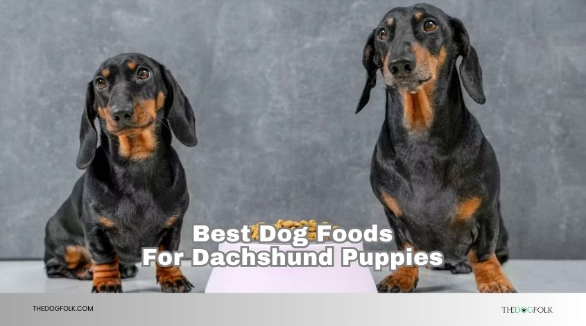 best dog foods for dachshund puppies
