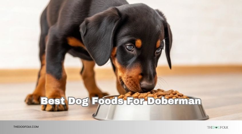 best dog foods for doberman