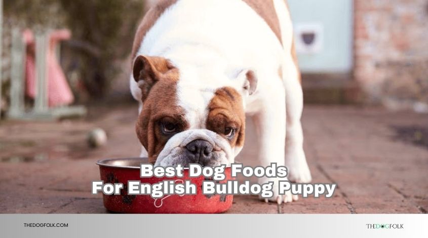 best dog foods for english bulldog puppy