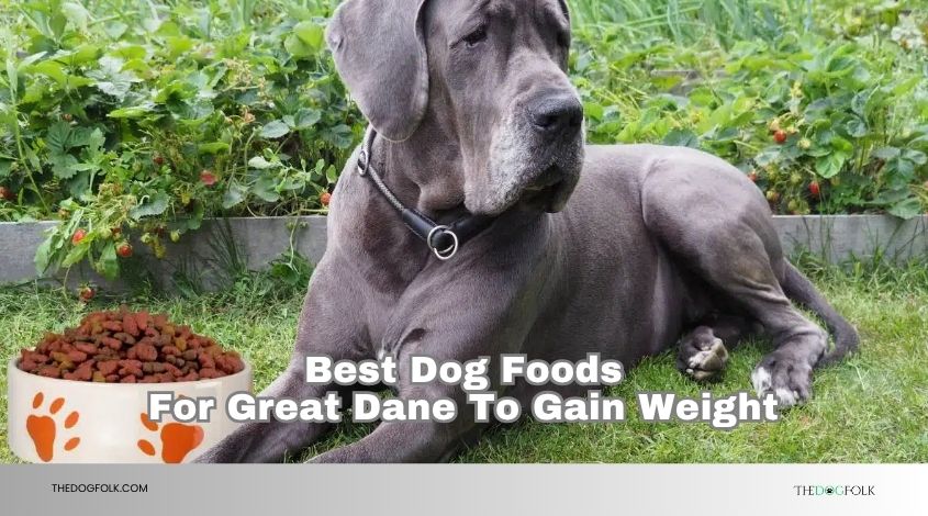best dog foods for great dane to gain weight
